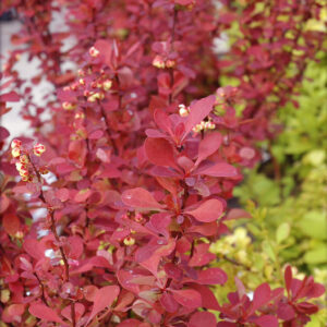 Барбарис Ред Карпет (P9, 2025)