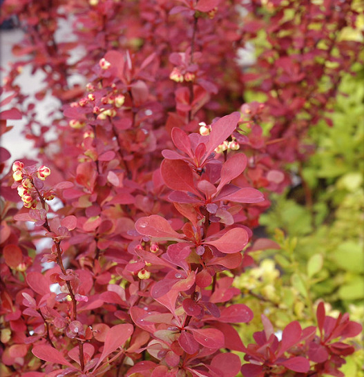 Барбарис Ред Карпет (P9, 2025)