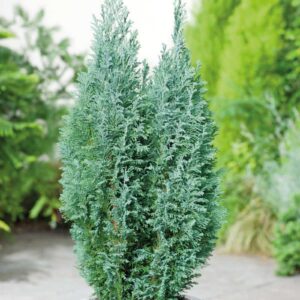 Кипарисовик Элвуди (C1, 2025)