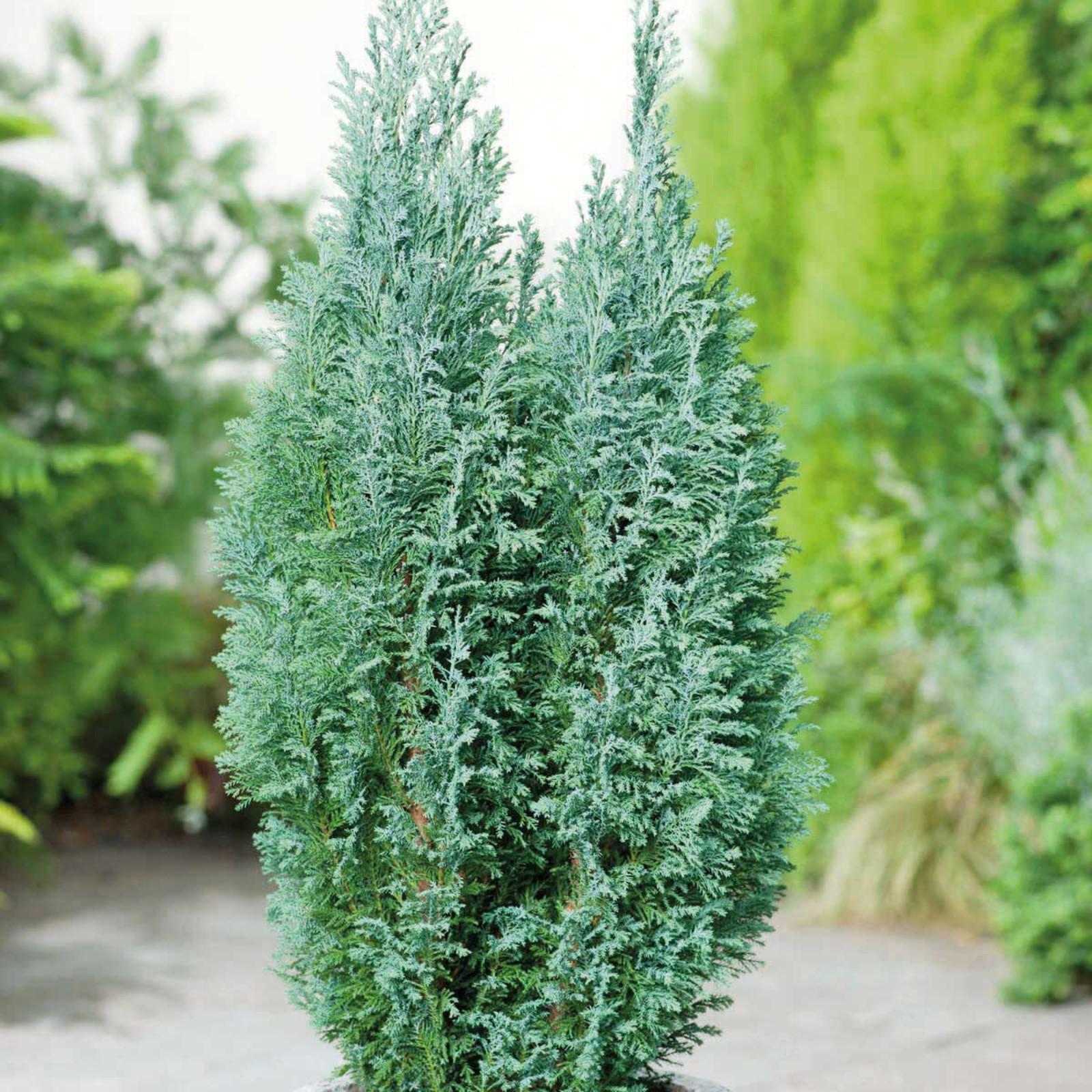 Кипарисовик Элвуди (C1, 2025)