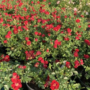 Роза Рэд Каскад (P9, 2025)