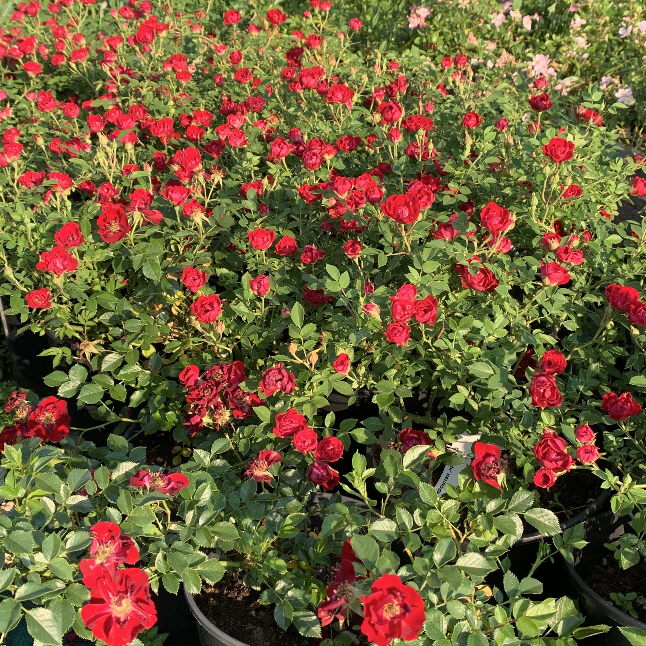 Роза Рэд Каскад (P9, 2025)