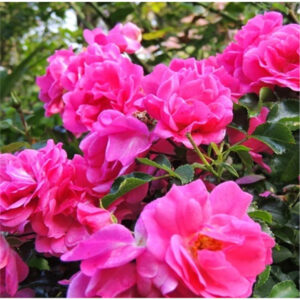 Роза Фуксия Мейяндекор (P9, 2025)