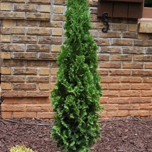 Туя Дегрут Спайр (C1, 2025)