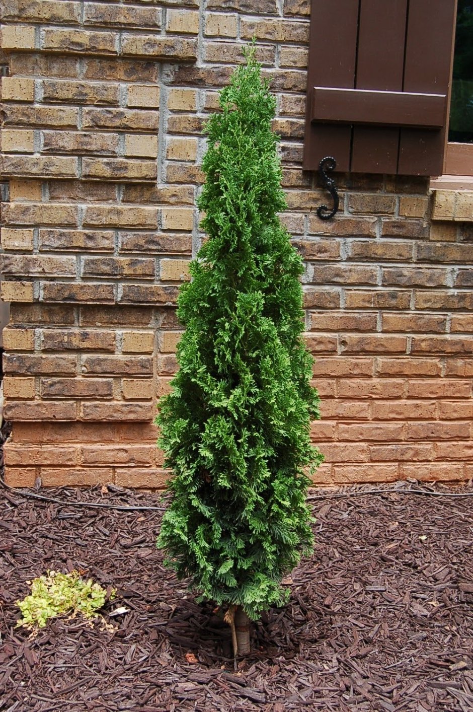 Туя Дегрут Спайр (C3, 2025)